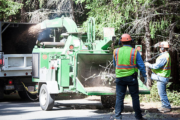 Best Tree Planting  in Phelan, CA