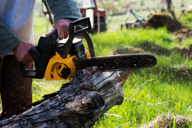 Best Arborist Consultation Services  in Phelan, CA